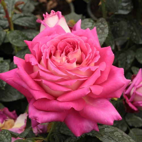 Vendita, rose rose ibridi di tea - rosa - bianco - Rosa Tanger™ - rosa dal profumo discreto - Pedro (Pere) Dot - Appare bene nelle composizioni miste, ma può anche essere usata come un fiore reciso.